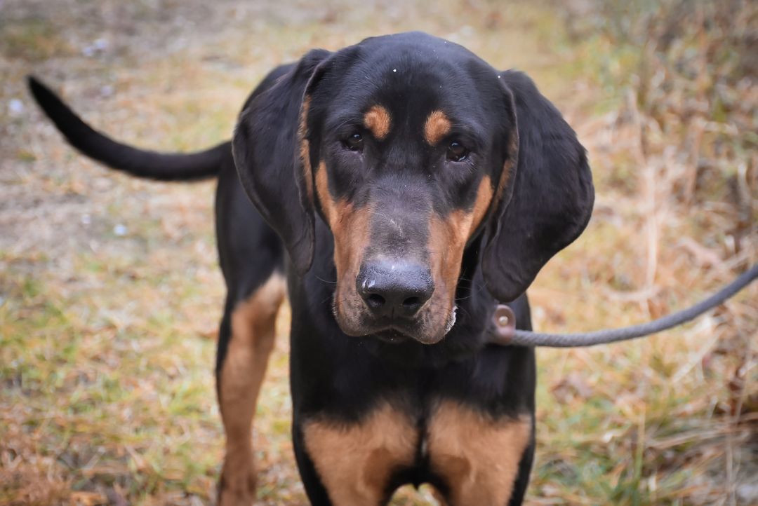 PET OF THE WEEK: Buddy